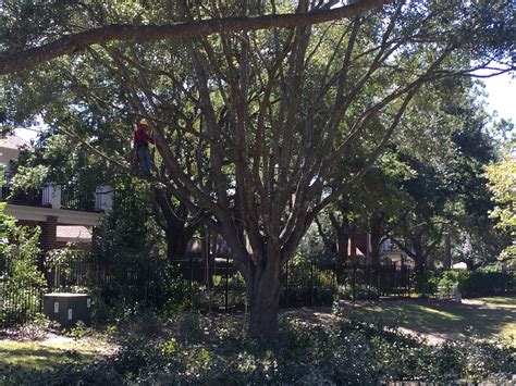 houston texas tree service